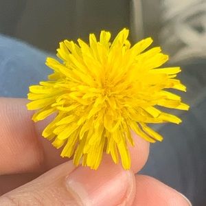 Meet your Posher, Sammy